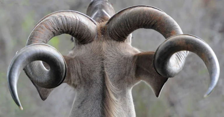 القرون في المنام