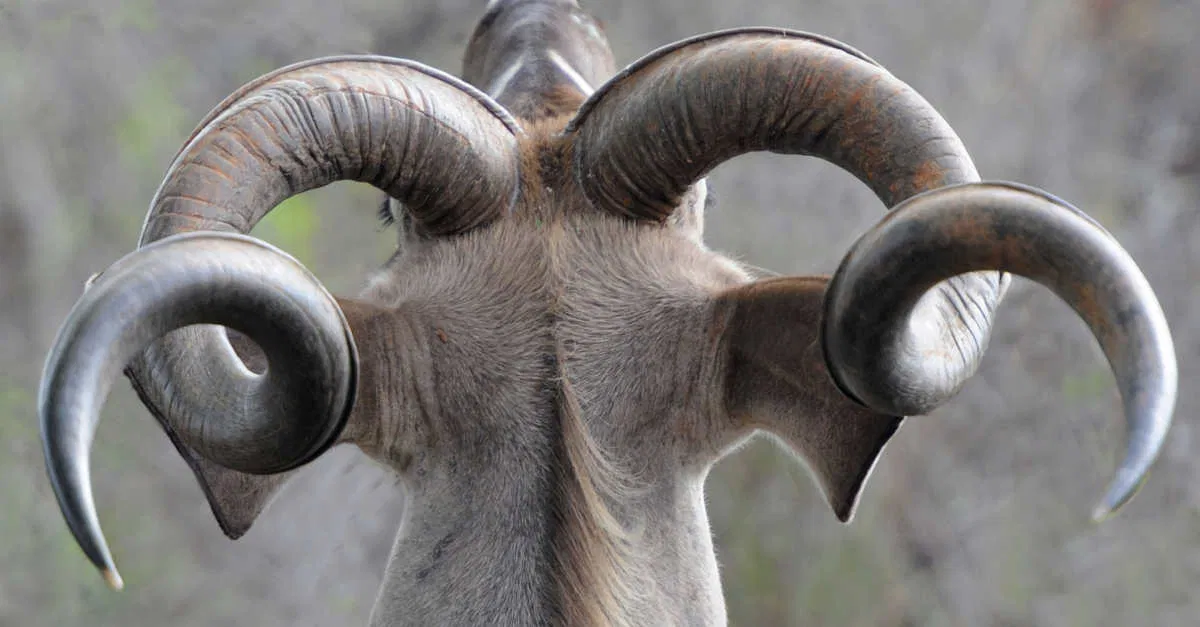 القرون في المنام