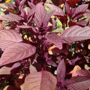 القطيفة الحمراء في المنام