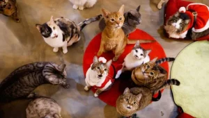 القطط داخل المنزل في المنام