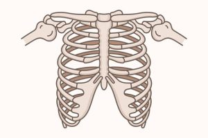 القفص الصدري في المنام