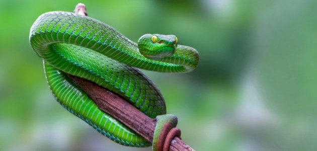 الحية في الحلم تفسير الامام الصادق