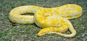 الحية الصفراء في المنام لابن سيرين