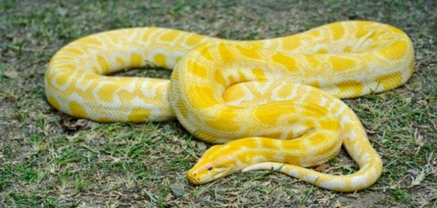 الحية الصفراء في المنام لابن سيرين