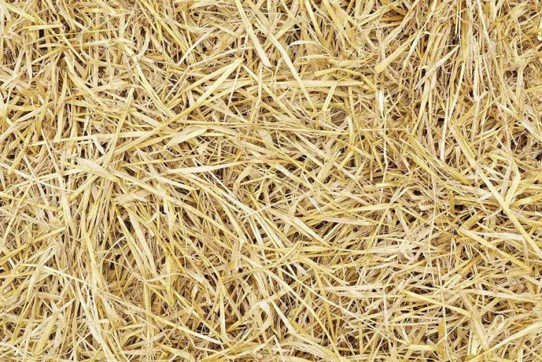 القش في المنام للمتزوجة