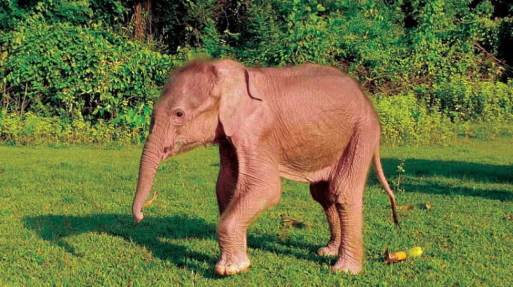 تفسير رؤيا الفيل